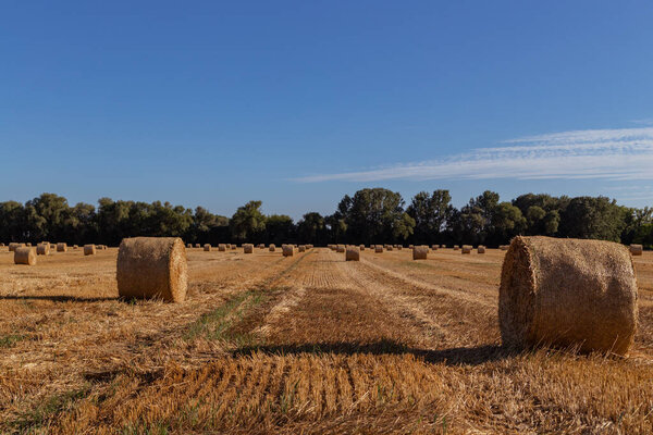 bales of straw on a freshly mowed field, yellow field, blue sky