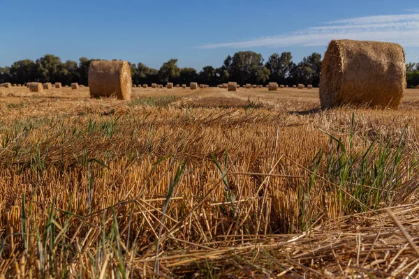 Ladang Gandum Pertanian Dengan Bales Latar Belakang Langit Biru — Stok Foto