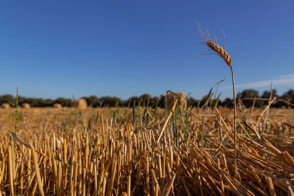 Espigueta Trigo Sobre Fundo Campo Agrícola Com Fardos Palha — Fotografia de Stock