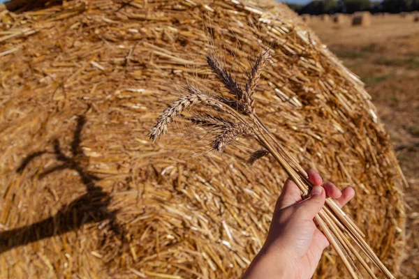 Espigas Trigo Mano Sobre Fondo Paja — Foto de Stock