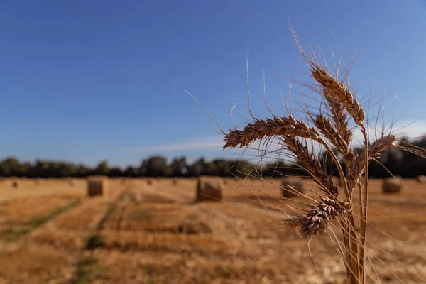 Espigas Trigo Contexto Campo Agrícola Com Fardos Palha — Fotografia de Stock