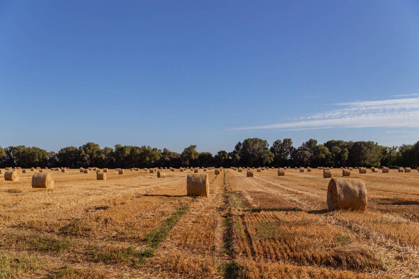 bales of straw on a freshly mowed field, yellow field, blue sky
