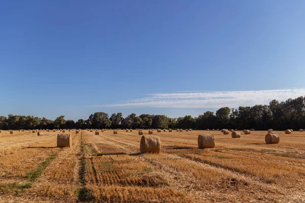 Strobalen Een Vers Gemaaid Veld Geel Veld Blauwe Lucht — Stockfoto