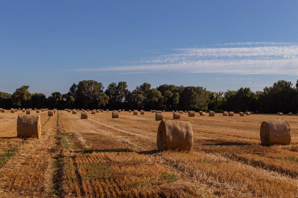 bales of straw on a freshly mowed field, yellow field, blue sky