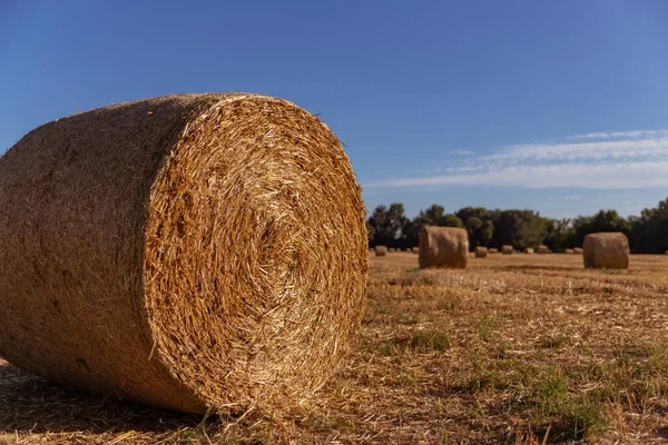 Strobalen Een Landbouwveldachtergrond — Stockfoto