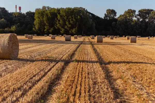 Strobalen Een Vers Gemaaid Veld Geel Veld Blauwe Lucht — Stockfoto