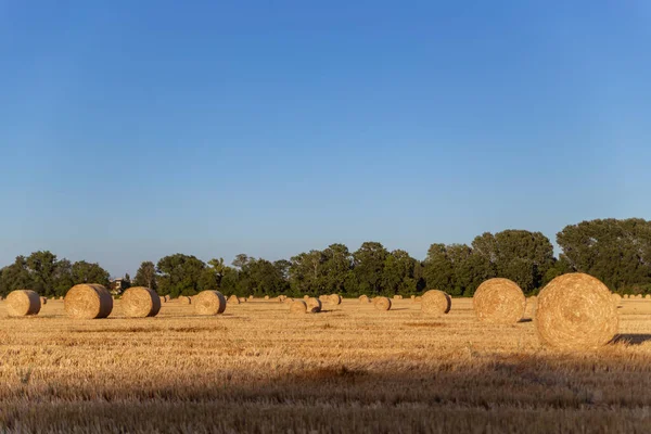 刈りたての畑に黄色の畑青い空に藁の玉 — ストック写真