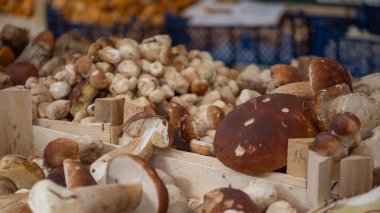 Tahta sandıklarda mantarlar