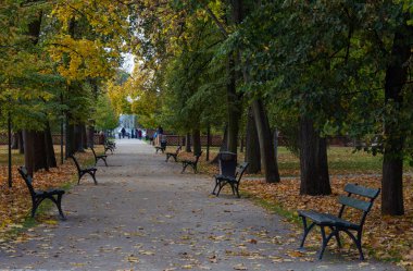 Sonbaharda bankların ve büyük ağaçların olduğu parkta bir sokak.