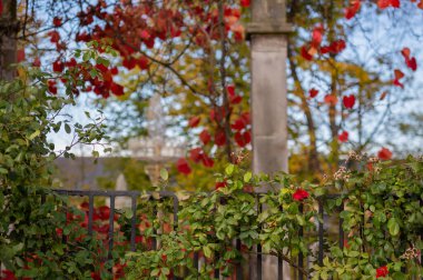 Çitin üzerinde kırmızı yapraklar olan yabani üzümler.
