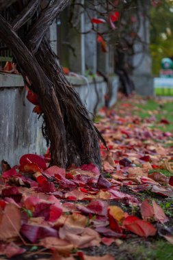 Üzüm ağacı gövdesi düşmüş kırmızı yapraklar yakın ve yeşil çimenler