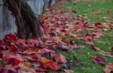Üzüm ağacı gövdesi düşmüş kırmızı yapraklar yakın ve yeşil çimenler