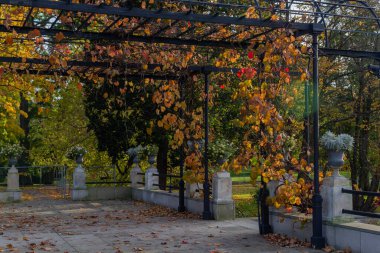 Sonbaharda parkta sarı yapraklı üzüm ağacı