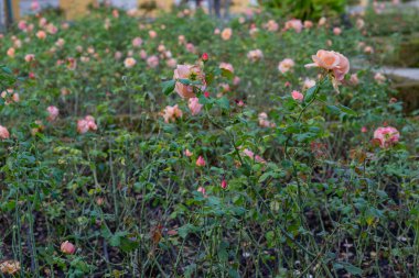 Bahçede şeftali rengi güller açıyor.