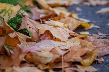 çok renkli sonbahar yaprakları kapanıyor