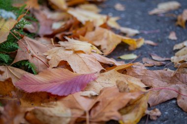 çok renkli sonbahar yaprakları kapanıyor