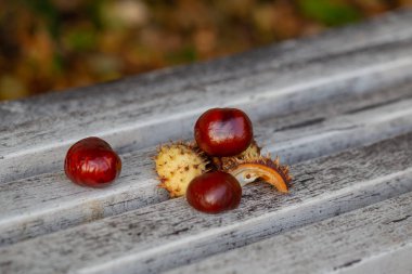 Kestaneler beyaz ahşap bir yüzeye yakın