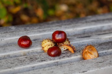 Kestaneler beyaz ahşap bir yüzeye yakın