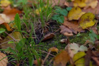 çok renkli sonbahar yaprakları kapanıyor