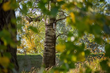 Sonbaharda rüzgarlı havalarda huş yaprakları arka planda kalır.