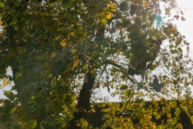 Sonbaharda rüzgarlı havalarda huş yaprakları arka planda kalır.
