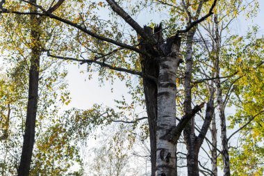 Gökyüzü arka planında huş ağacı gövdesi