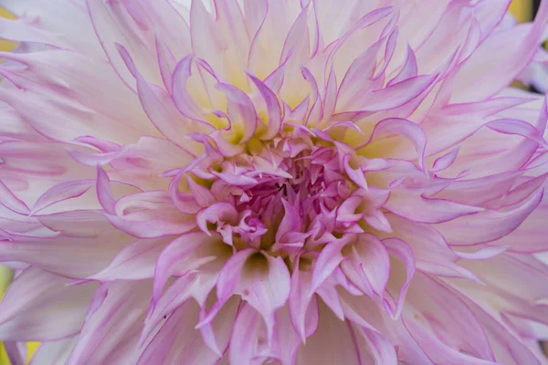 Soluk pembe kenarlı beyaz kasımpatı. Yaklaş.