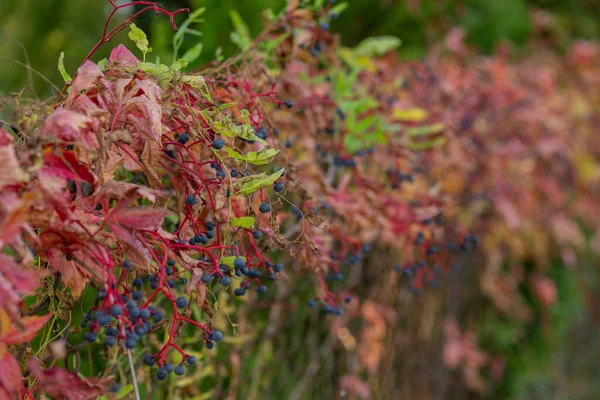 Hojas Rojas Racimos Uvas Silvestres Otoño — Foto de Stock