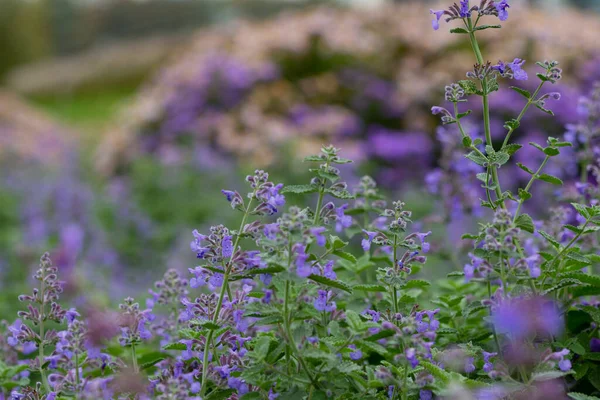 Küçük narin mor sonbahar çiçekleri