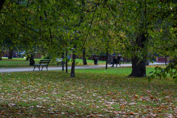 Parque Con Bancos Largo Sendero Con Árboles Altos — Foto de Stock