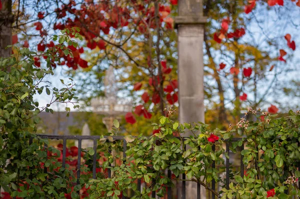 Çitin üzerinde kırmızı yapraklar olan yabani üzümler.