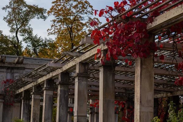 Çitin üzerinde kırmızı yapraklı yaban üzüm ağacı kemer şeklinde.