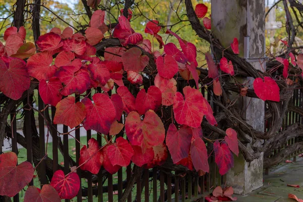 Çitin üzerinde kırmızı yaprakları olan yabani üzüm ağacı.