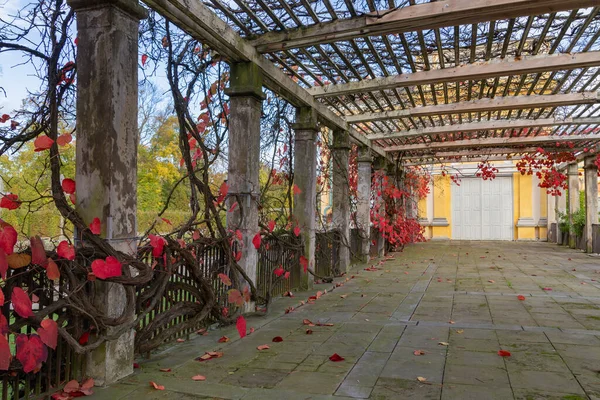 Sonbaharda Beton Bir Yapıya Kıvrılmış Kırmızı Yapraklı Yabani Üzümler — Stok fotoğraf