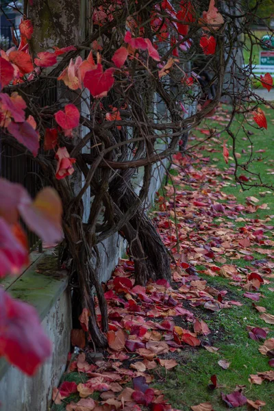 Pień Drzewa Winogronowego Opadniętymi Czerwonymi Liśćmi Blisko Zieloną Trawą — Zdjęcie stockowe