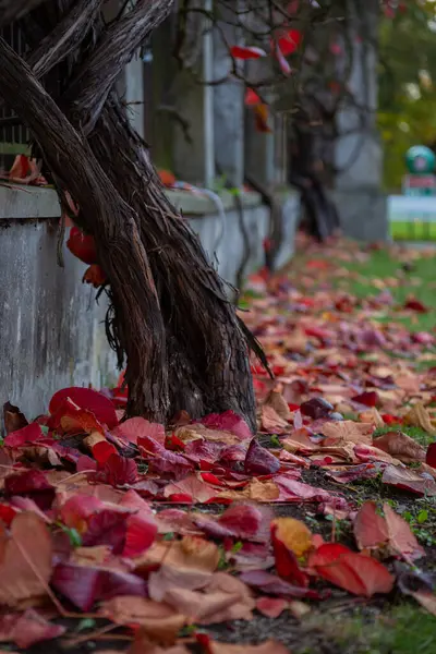Üzüm ağacı gövdesi düşmüş kırmızı yapraklar yakın ve yeşil çimenler