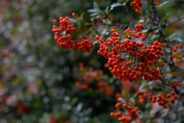 Kırmızı Rowan Yeşil Arkaplanı Kapat — Stok fotoğraf