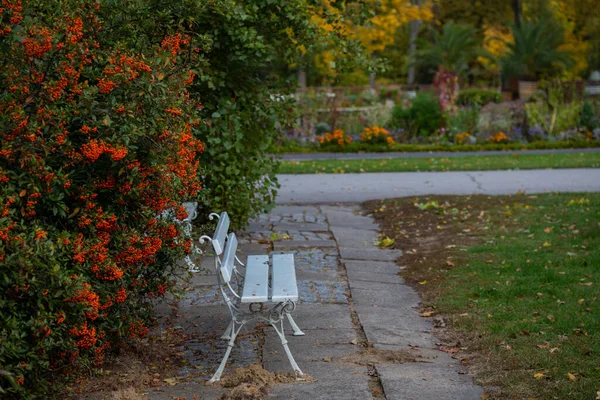 Parkta Red Rowan Yanındaki Beyaz Bank — Stok fotoğraf