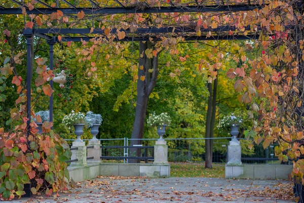 Uva Con Hojas Amarillas Parque Otoño — Foto de Stock