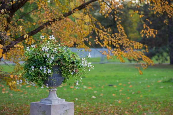 Vaso Concreto Com Flores Jardim Outono — Fotografia de Stock