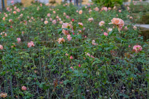 Bahçede şeftali rengi güller açıyor.