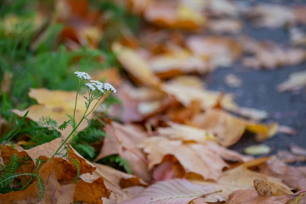 Vícebarevné Podzimní Listí Zblízka — Stock fotografie