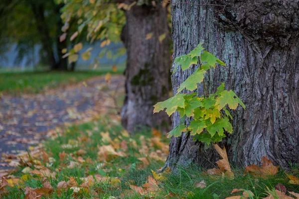 Gren Växer Längst Ner Trädstam Vacker Höstpark — Stockfoto