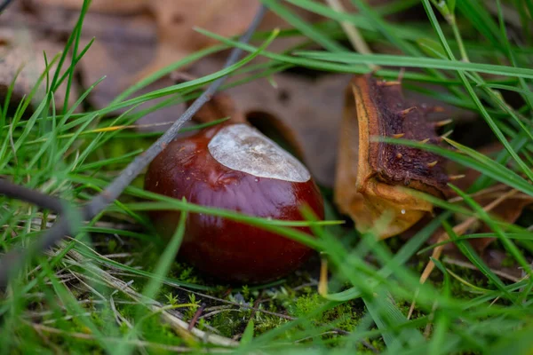 Kaštan Skořápkou Trávě Close Makro — Stock fotografie