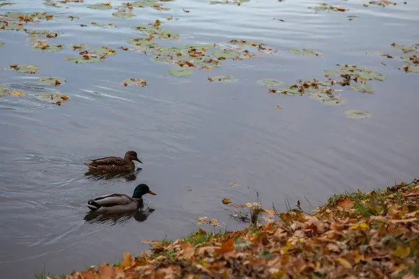 Enten Schwimmen Herbst Auf Dem See — Stockfoto