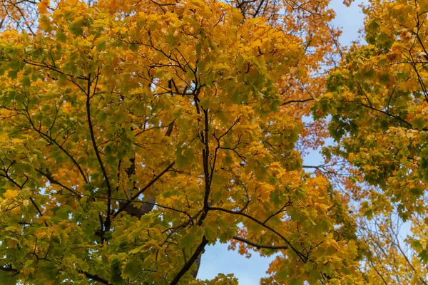 Vackert Träd Med Gula Blad Bakgrund Hösten Himlen — Stockfoto