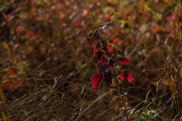 Ветка Ежевики Красными Листьями Фоне Сухой Травы Осенью — стоковое фото