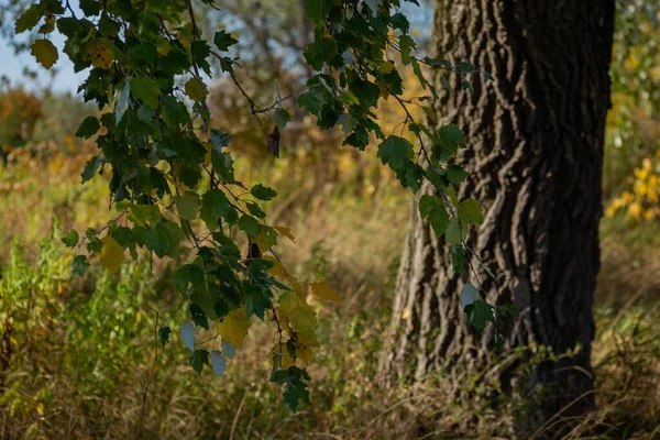 Bříza Žlutými Listy Podzim — Stock fotografie