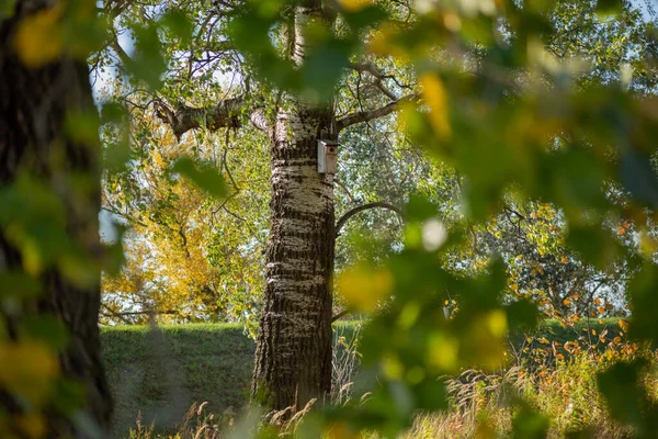 Sonbaharda rüzgarlı havalarda huş yaprakları arka planda kalır.