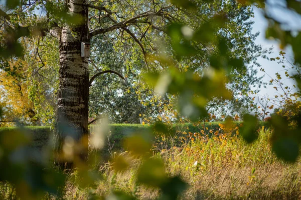 Sonbaharda rüzgarlı havalarda huş yaprakları arka planda kalır.